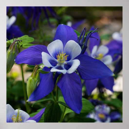Colorado-Blau Poster (Vorne)