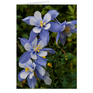 Colorado Blaue Akelei nahe Telluride Colorado