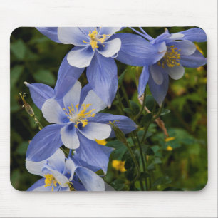 Colorado Blaue Akelei nahe Telluride Colorado Mousepad