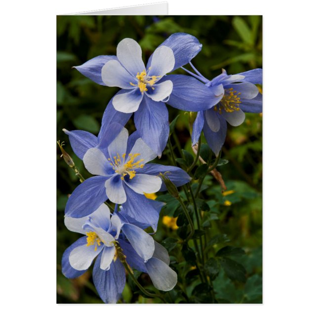 Colorado Blue Columbine near Telluride Colorado (Vorne)