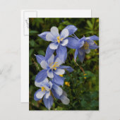 Colorado Blue Columbine near Telluride Colorado Postkarte (Vorne/Hinten)