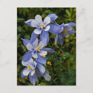 Colorado Blue Columbine near Telluride Colorado Postkarte