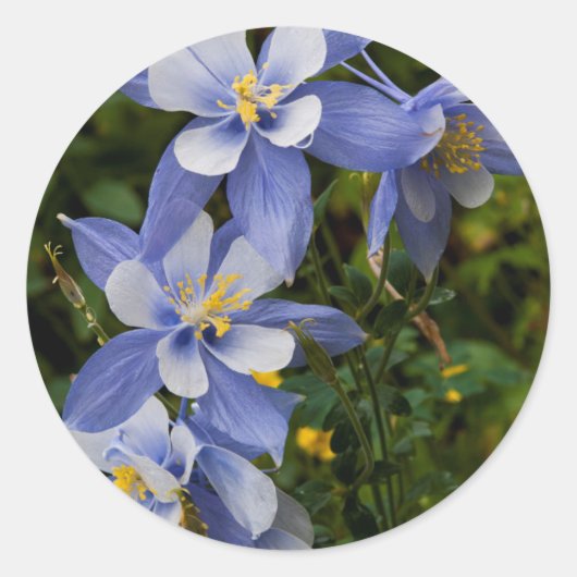 Colorado Blue Columbine near Telluride Colorado Runder Aufkleber (Vorderseite)