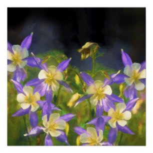 Colorado Blue Columbine Painting - Original Art Poster