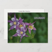 Colorado Blue Columbine Postkarte (Vorne/Hinten)