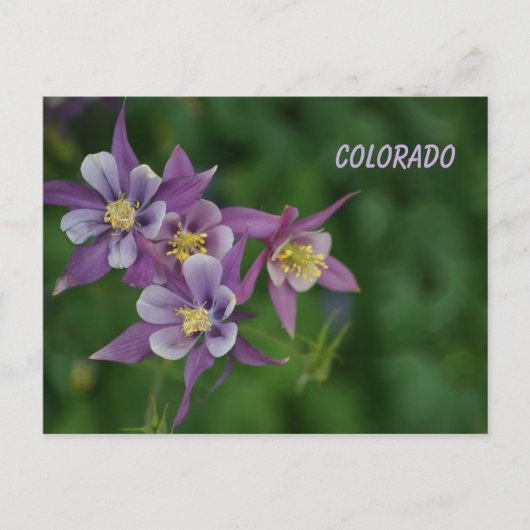 Colorado Blue Columbine Postkarte (Vorderseite)