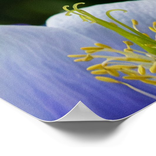 Colorado Blue Poster (Ecke)