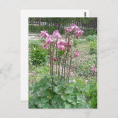 Colorado Columbine Blumen Postcard Postkarte (Vorne/Hinten)