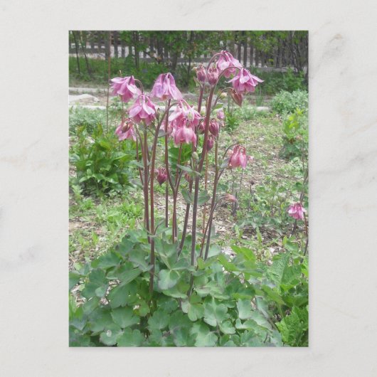 Colorado Columbine Blumen Postcard Postkarte (Vorderseite)