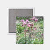 Colorado Columbine Magnet (Vorderseite/Rückseite)