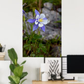 Colorado Columbine Poster (Heimbüro)
