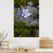 Colorado Columbine Poster (Küche)
