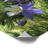 Colorado Columbine Poster (Ecke)