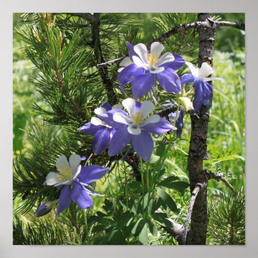 Colorado Columbine Poster (Vorne)