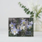 Colorado Columbine Postkarte (Stehend Vorderseite)