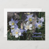 Colorado Columbine Postkarte (Vorne/Hinten)