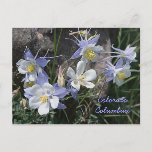 Colorado Columbine Postkarte (Vorderseite)