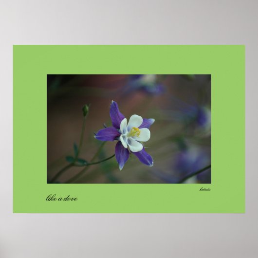 Colorado Columbine Print Poster (Vorne)