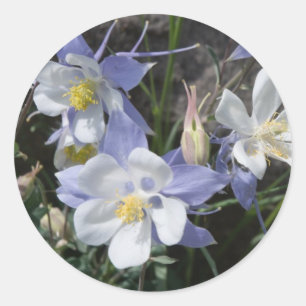 Colorado columbine runder aufkleber