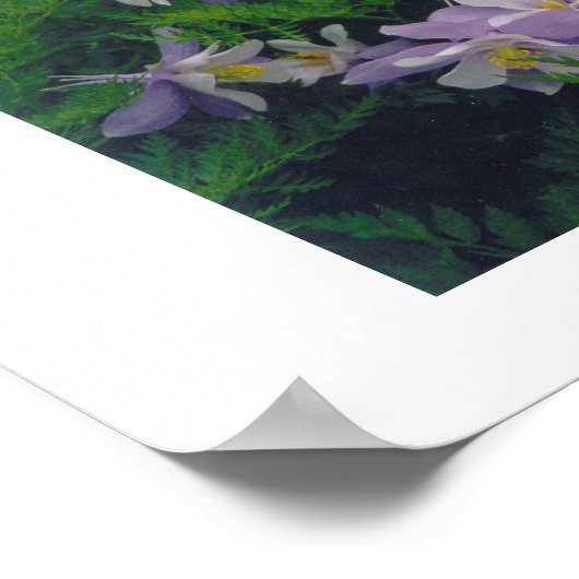 COLORado Columbines Poster (Ecke)
