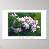 COLORado Columbines Poster (Vorne)