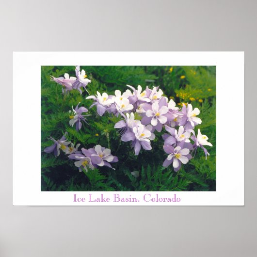 COLORado Columbines Poster (Vorne)