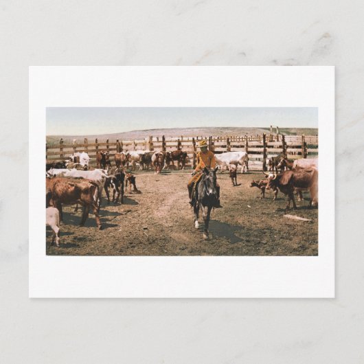 Colorado Cowboy 1904 Postkarte (Vorderseite)