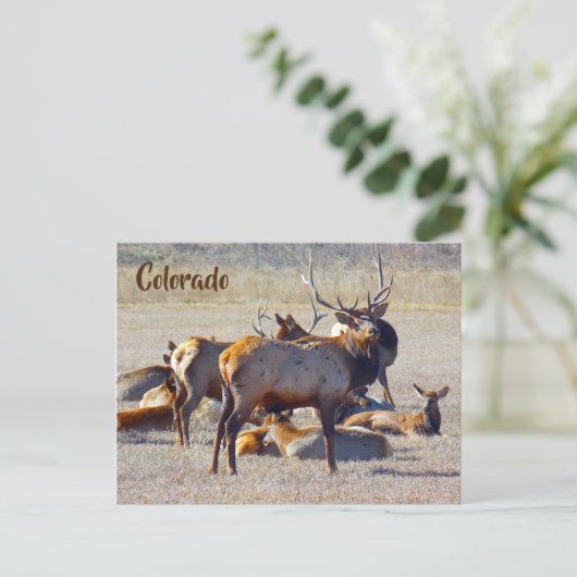 Colorado Elk Postkarte (Stehend Vorderseite)