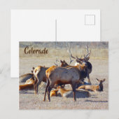 Colorado Elk Postkarte (Vorne/Hinten)