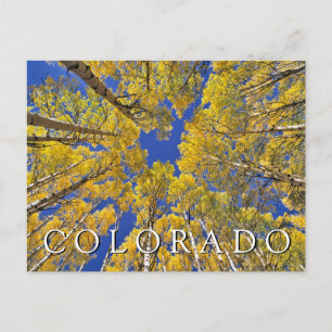 Colorado Fall Aspen Forest Happy Birthday Postkarte