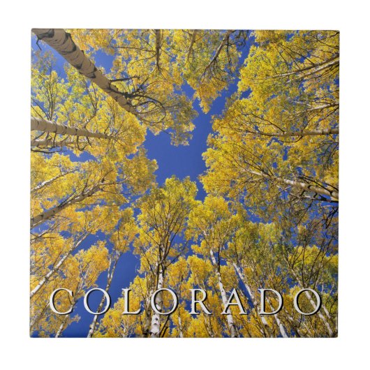 Colorado Fall | Aspenwald im Herbst Fliese (Vorderseite)