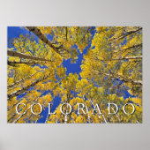 Colorado Fall | Aspenwald im Herbst Poster (Vorne)