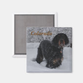 Colorado Gordon Setter Puppy Magnet (Vorderseite/Rückseite)