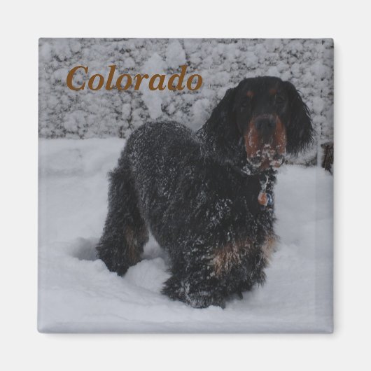 Colorado Gordon Setter Puppy Magnet (Vorne)
