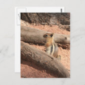 Colorado Ground Squirrel Postkarte (Vorne/Hinten)