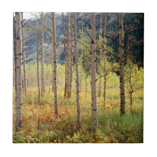 Colorado, Herbstfarben der Espen Fliese