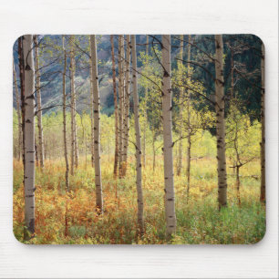 Colorado, Herbstfarben der Espen Mousepad
