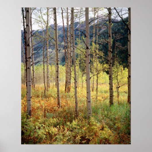 Colorado, Herbstfarben von Aspen Poster (Vorne)