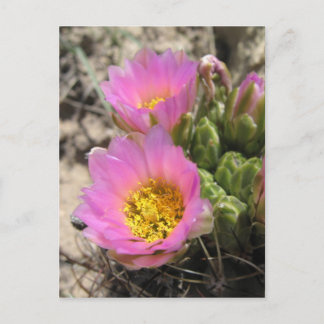 Colorado Hookless Cactus Postkarte