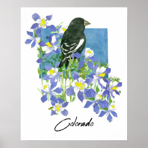 Colorado Lerchenstärling Akelei Bergblumen Poster
