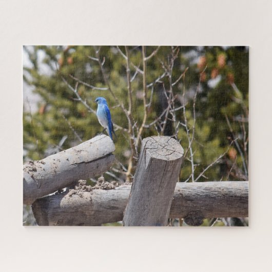 Colorado Mountain Bluebird - 16x20 - 520 Stk. Puzzle (Horizontal)