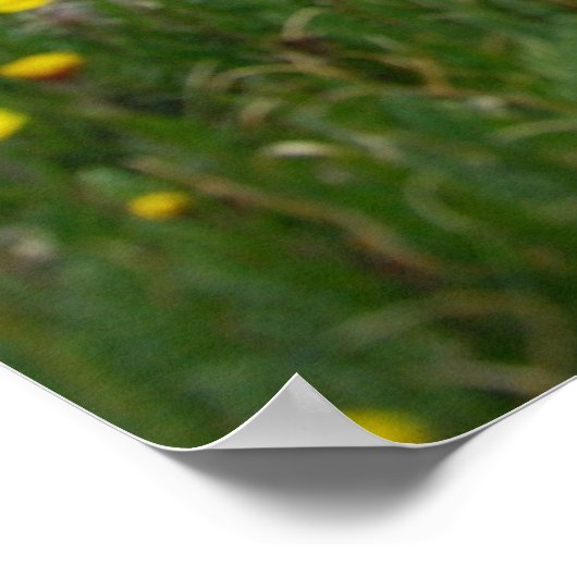 Colorado Mountains Poster (Ecke)