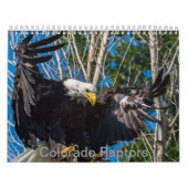 Colorado-Raubvogel-Kalender Kalender (Titelbild)