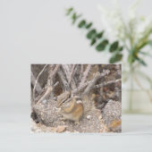 Colorado Rocky Mountain Chipmunk Postkarte (Stehend Vorderseite)