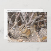 Colorado Rocky Mountain Chipmunk Postkarte (Vorne/Hinten)