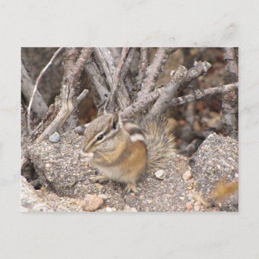 Colorado Rocky Mountain Chipmunk Postkarte (Vorderseite)