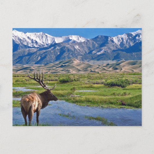 Colorado Rocky Mountains Elk Postkarte (Vorderseite)