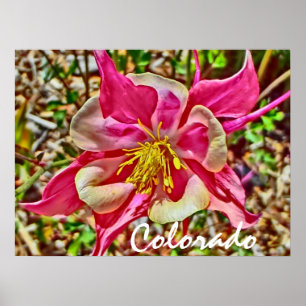 Colorado rosa Columbinposter Poster