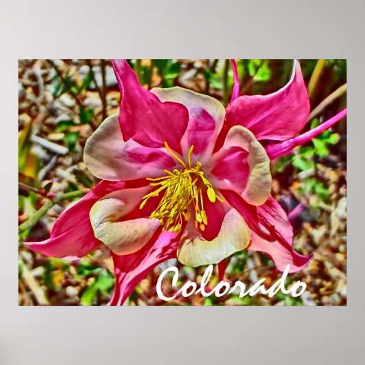 Colorado rosa Columbinposter Poster (Vorne)