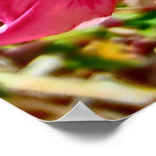 Colorado rosa Columbinposter Poster (Ecke)